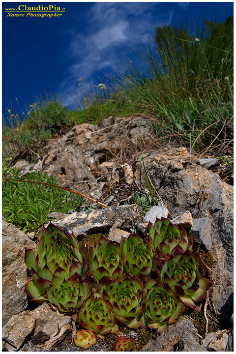 sempervivum tectorum, fiori di montagna, fiori della Liguria, alpi Liguri, appennino ligure, Val d'Aveto